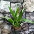 Kép 2/12 - Trachycarpus fortunei - kínai kenderpálma  saját szaporítású