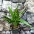 Kép 12/12 - Trachycarpus fortunei - kínai kenderpálma  saját szaporítású