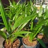 Kép 3/12 - Trachycarpus fortunei - kínai kenderpálma  saját szaporítású