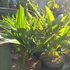 Kép 5/12 - Trachycarpus fortunei - kínai kenderpálma  saját szaporítású