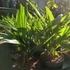 Kép 6/12 - Trachycarpus fortunei - kínai kenderpálma  saját szaporítású