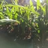 Kép 7/12 - Trachycarpus fortunei - kínai kenderpálma  saját szaporítású