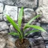 Kép 8/12 - Trachycarpus fortunei - kínai kenderpálma  saját szaporítású