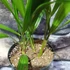 Kép 10/12 - Trachycarpus fortunei - kínai kenderpálma  saját szaporítású