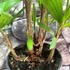 Kép 3/7 - Rhapis excelsa - botpálma
