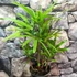 Kép 2/7 - Rhapis excelsa - botpálma