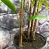 Kép 4/7 - Rhapis excelsa - botpálma