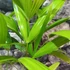 Kép 5/7 - Rhapis excelsa - botpálma