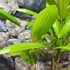 Kép 6/7 - Rhapis excelsa - botpálma