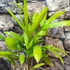 Kép 7/7 - Rhapis excelsa - botpálma