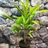 Kép 1/7 - Rhapis excelsa - botpálma