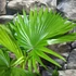 Kép 3/6 - Livistona rotundifolia - kereklevelű legyezőpálma