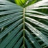 Kép 1/6 - Chrysalidocarpus lutescens - aranypálma, saját szaporítású