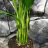 Kép 4/6 - Chrysalidocarpus lutescens - aranypálma, saját szaporítású