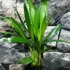 Kép 5/6 - Chrysalidocarpus lutescens - aranypálma, saját szaporítású