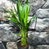 Kép 6/6 - Chrysalidocarpus lutescens - aranypálma, saját szaporítású