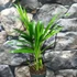 Kép 3/6 - Chrysalidocarpus lutescens - aranypálma, saját szaporítású