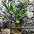 Kép 12/12 - Trachycarpus wagnerianus - japán kenderpálma