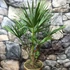 Kép 2/12 - Trachycarpus wagnerianus - japán kenderpálma