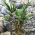Kép 6/12 - Trachycarpus wagnerianus - japán kenderpálma