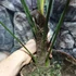 Kép 7/12 - Trachycarpus wagnerianus - japán kenderpálma
