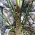 Kép 8/12 - Trachycarpus wagnerianus - japán kenderpálma