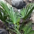 Kép 9/12 - Trachycarpus wagnerianus - japán kenderpálma