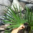Kép 11/12 - Trachycarpus wagnerianus - japán kenderpálma