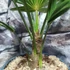 Kép 8/9 - Trachycarpus wagnerianus - japán kenderpálma
