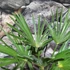 Kép 9/9 - Trachycarpus wagnerianus - japán kenderpálma