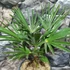 Kép 2/9 - Trachycarpus wagnerianus - japán kenderpálma