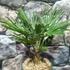 Kép 3/9 - Trachycarpus wagnerianus - japán kenderpálma