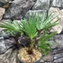 Kép 5/9 - Trachycarpus wagnerianus - japán kenderpálma