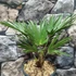 Kép 6/9 - Trachycarpus wagnerianus - japán kenderpálma