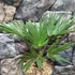 Kép 7/9 - Trachycarpus wagnerianus - japán kenderpálma