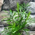Kép 3/5 - Chamaedorea elegans - gyompálma