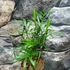 Kép 4/5 - Chamaedorea elegans - gyompálma