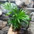 Kép 2/5 - Chamaedorea elegans - gyompálma