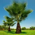 Kép 1/7 - Washingtonia robusta pálma, több töves