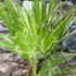 Kép 7/7 - Washingtonia robusta pálma, több töves