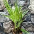 Kép 2/7 - Washingtonia robusta pálma, több töves