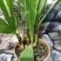 Kép 3/7 - Washingtonia robusta pálma, több töves