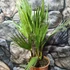 Kép 4/7 - Washingtonia robusta pálma, több töves