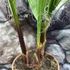 Kép 5/7 - Washingtonia robusta pálma, több töves