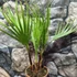 Kép 6/7 - Washingtonia robusta pálma, több töves