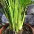 Kép 5/9 - Chamaedorea cataractarum