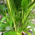 Kép 6/9 - Chamaedorea cataractarum
