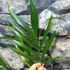 Kép 8/9 - Chamaedorea cataractarum