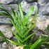 Kép 9/9 - Chamaedorea cataractarum