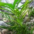 Kép 4/9 - Chamaedorea cataractarum